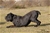 Ch. MASCALZONE LATINO - Triola Cane Corso